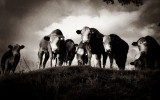 I was living in Cheddar, Somerset and there is a field and paths behind the house. I was taking a walk and came upon this ‘gang of cows’. They actually followed me and trotted behind me until I ran down the hill away from them. They stood at the top of the hill on the […]
