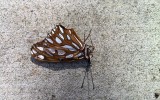 A butterfly on the sidewalk that I sat with for a bit.