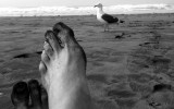 Birthday feet with a visitor at Ocean Beach in San Francisco CA.